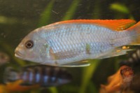 /album/fotogaljerjeja/metriaklima-greshaki-samets-jpg/